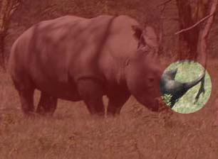 サイのツノ
